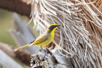 Yellow-tufted Honeyeater in Australia