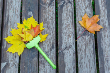 children's green rake and autumn leaves. autumn concept.