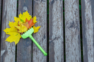 children's green rake and autumn leaves. autumn concept.