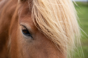 Icelandic horse, golden in colour, closeup of eye and mane