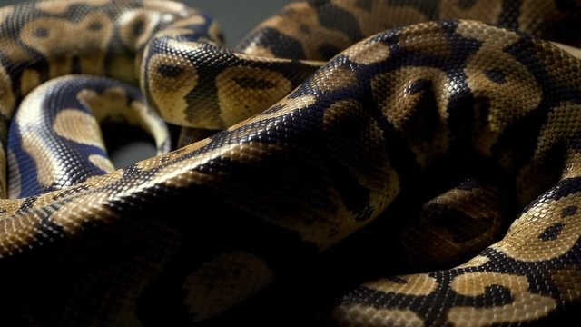 Footage of ball royal python on dark table