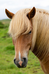 Icelandic horse standing in green field
