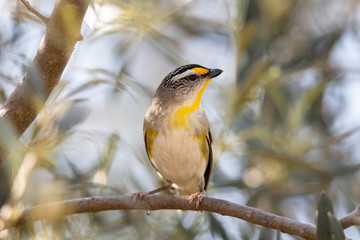 Striated Pardalote in Australia