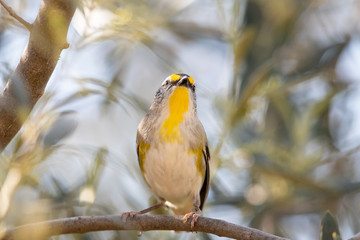 Striated Pardalote in Australia