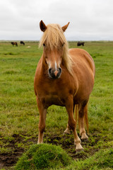 Icelandic horse standing in green field