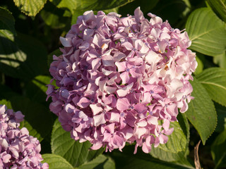 Hortensia single flowerhead front view