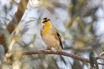 Striated Pardalote in Australia