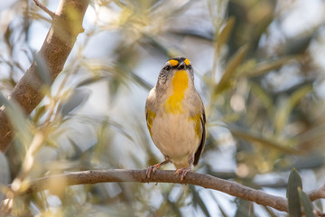 Naklejka premium Striated Pardalote in Australia