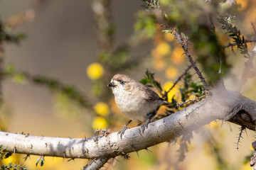 Southern Whiteface in Australia