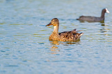 Fototapeta premium A pair of ducks are swimming in a summer pond.