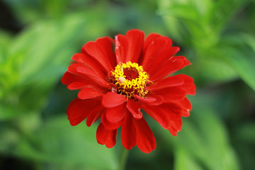 Красная циния