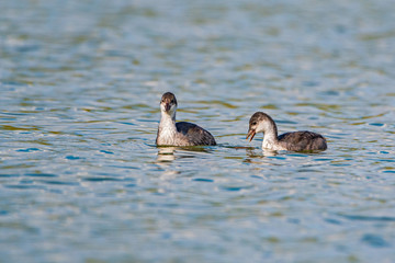 A pair of ducks are swimming in a summer pond.