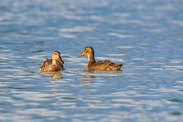 A pair of ducks are swimming in a summer pond.