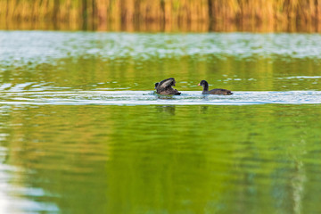 A pair of ducks are swimming in a summer pond.