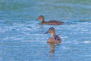 A pair of ducks are swimming in a summer pond.
