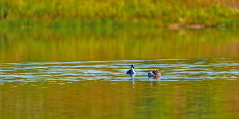 A pair of ducks are swimming in a summer pond.