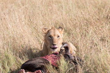 A Lion and its kill - a wildebeest. Tanzania, Africa.