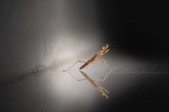 Acanthopidae