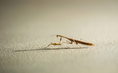 Amorphoscelidae