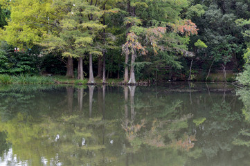 Fototapeta na wymiar 色づき始めたラクウショウのリフレクションが、池の水面に綺麗に映っている風景