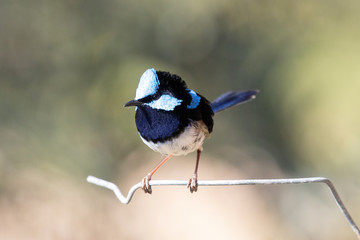 Male Superb Fairywren in Australia