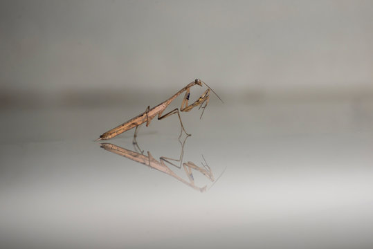 Iridopterygidae