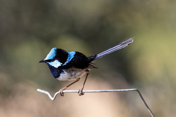 Male Superb Fairywren in Australia