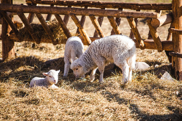 sheep at farm eating hay