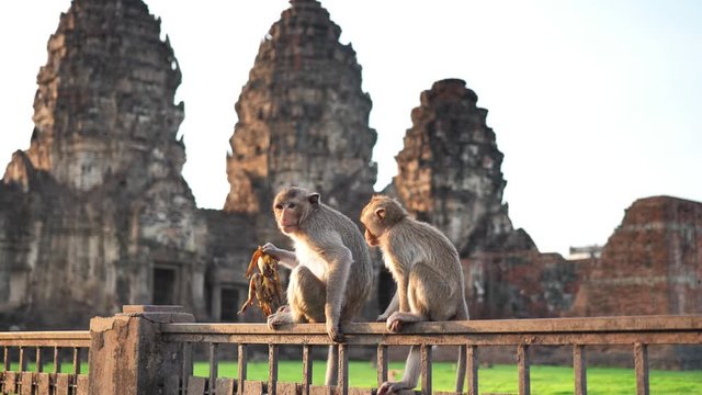 Monkeys that live in the Phra Prang Sam Yot Famous tourist, Landmark attractions in Lop Buri province Thailand. Slow motion