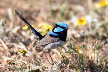 Superb Fairywren in Australia