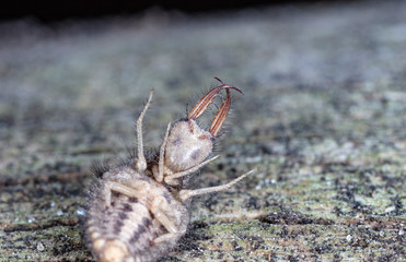 large ant lion, live insect