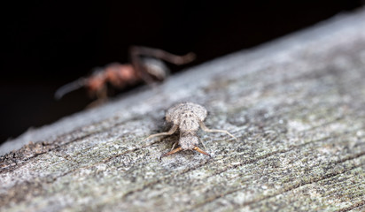 large ant lion, live insect