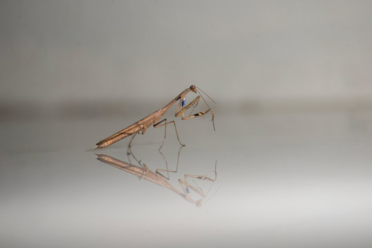 Liturgusidae