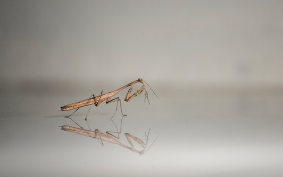 Sibyllidae