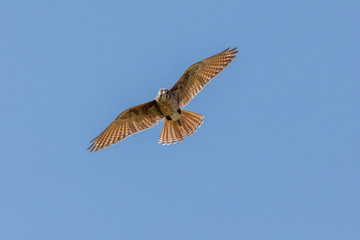 Brown Falcon in Australia
