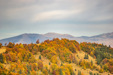 Yellow autumn forest in the mountains