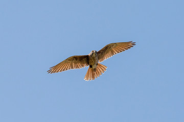 Brown Falcon in Australia