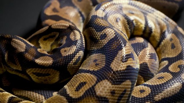 Footage of ball python on dark texture