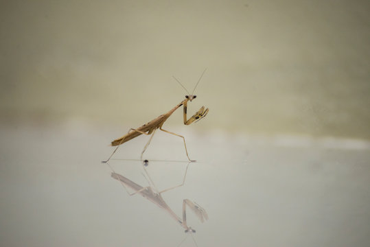 small mantis