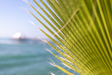 in the foreground is a green palm leaf and in the background the blue sea and a jetty