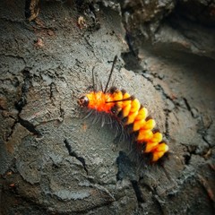 caterpillar on leaf