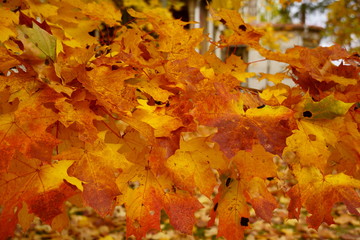 Colored maple leaves in the fall. well convey the mood of autumn Close up red leaves.