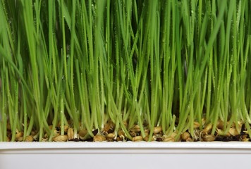 seed of green wheat grass grow up on white box