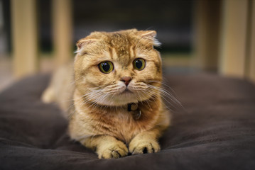 Fototapeta premium British cat breeds that are healthy and look beautiful and cheerful.