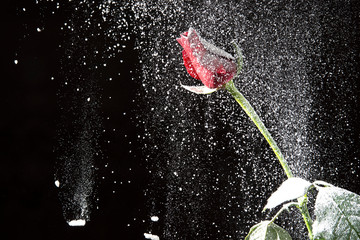 Rose snow winter night. Rose in the night winter