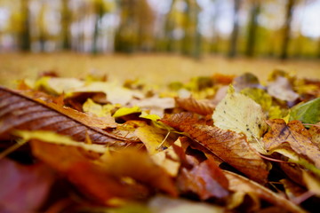 Colored maple leaves in the fall. well convey the mood of autumn Close up red leaves.