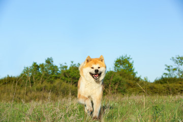 Adorable Akita Inu dog outdoors on sunny day
