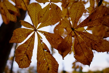 bright leaves of autumn chestnut, yellow-orange on a tree.