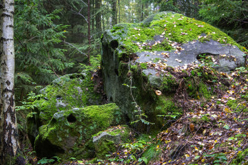 Moss on stones in the forest forest in Adrspach-Teplice Rocks (Czech Republic)