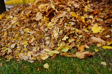 Pile of autumn leaves collected, close up Photo